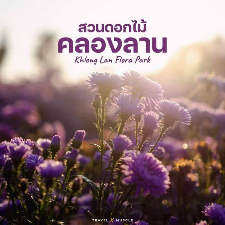 ภาพบรรยากาศสวนดอกไม้คลองลาน ฟลอร่า พาร์ค 1 ภาพบรรยากาศสวนดอกไม้คลองลาน ฟลอร่า พาร์ค 1