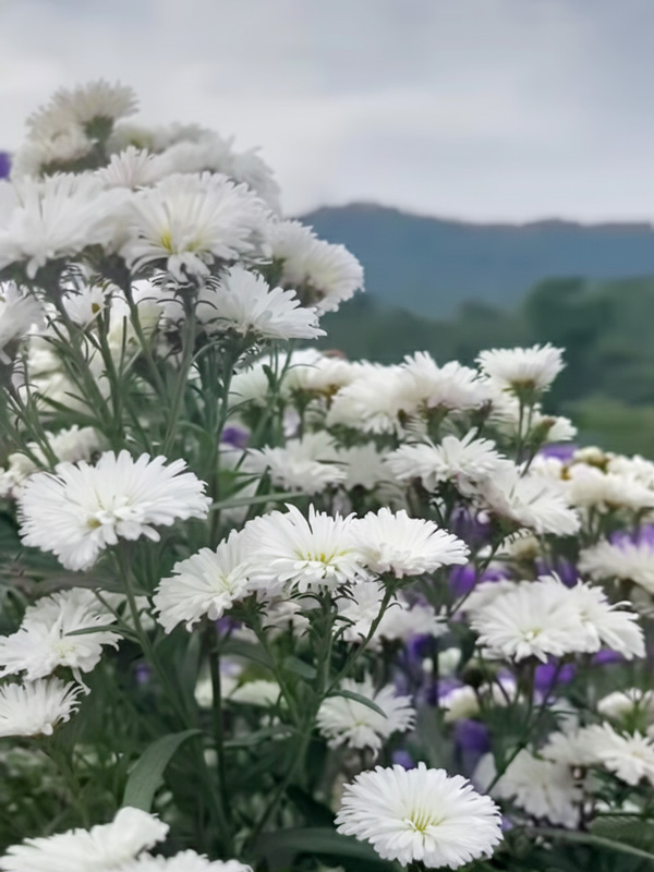 ภาพบรรยากาศสวนดอกไม้คลองลาน ฟลอร่า พาร์ค 8 ภาพบรรยากาศสวนดอกไม้คลองลาน ฟลอร่า พาร์ค 8